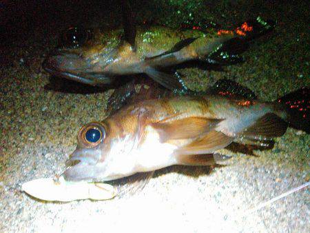 プラプラプラッキングの巻